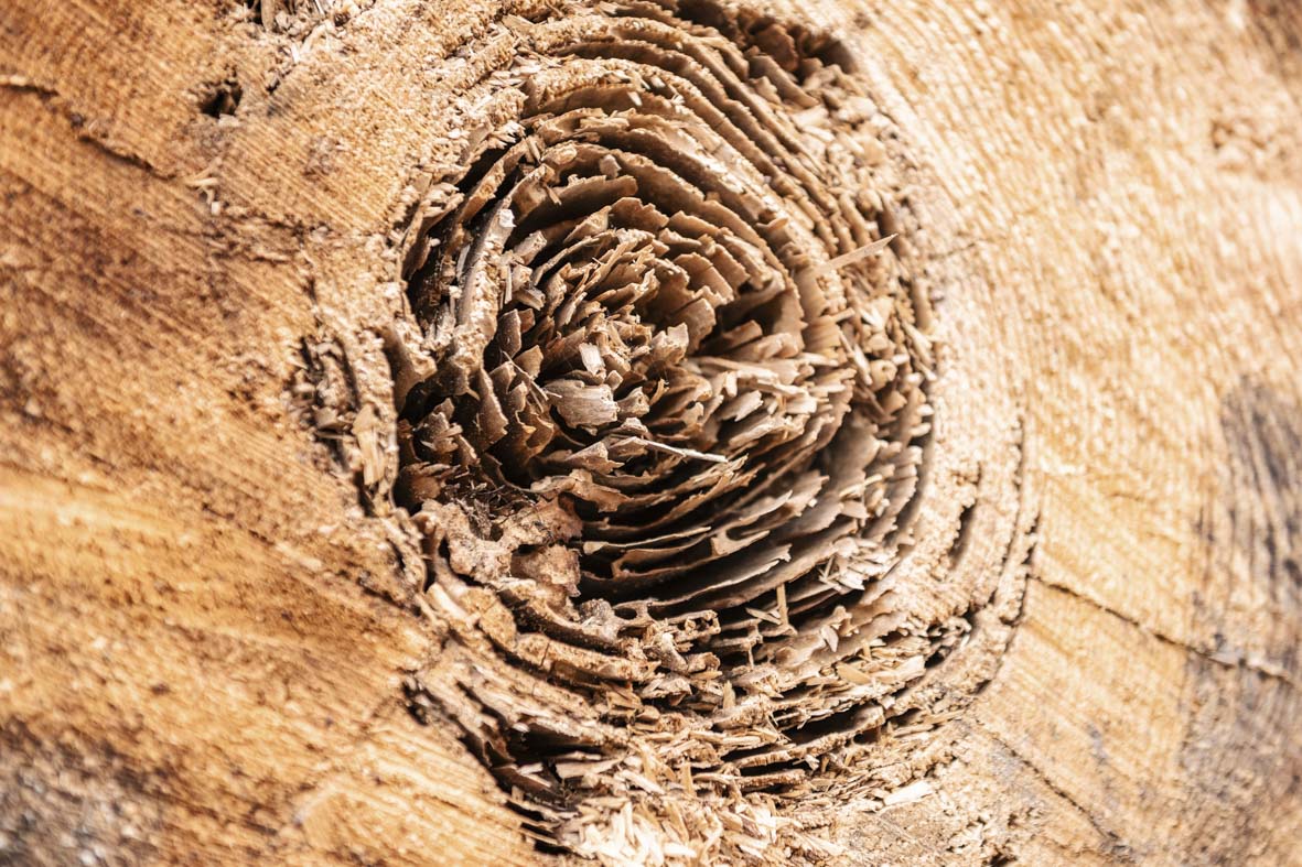 Detailaufnahme eines Holzkerns.
