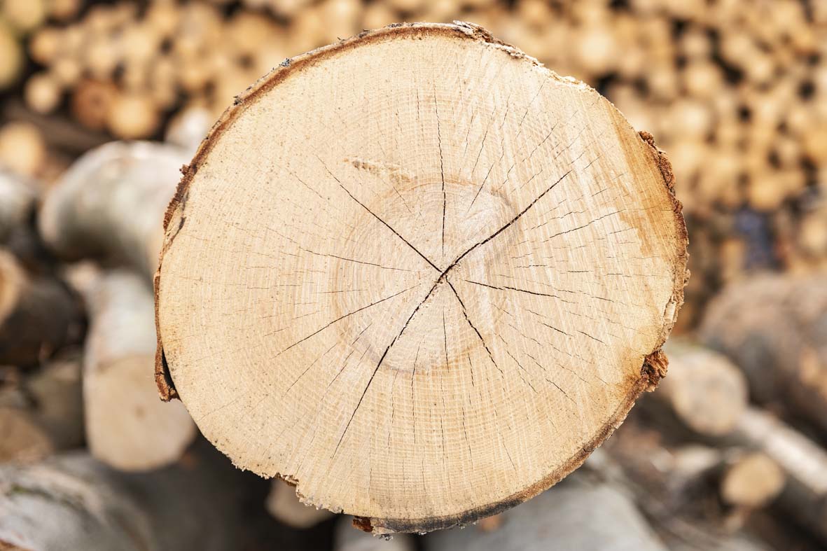 Nahaufnahme von einem Stamm Laubindustrieholz im Anschnitt.