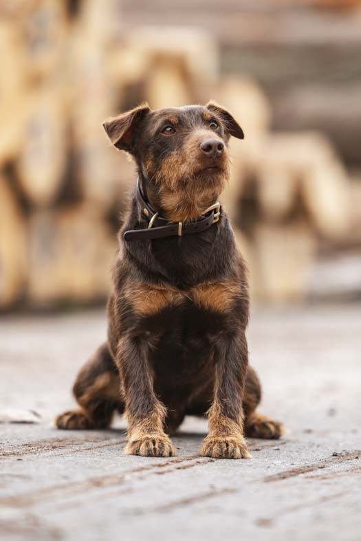 Portrait von Jagdhund Dax.